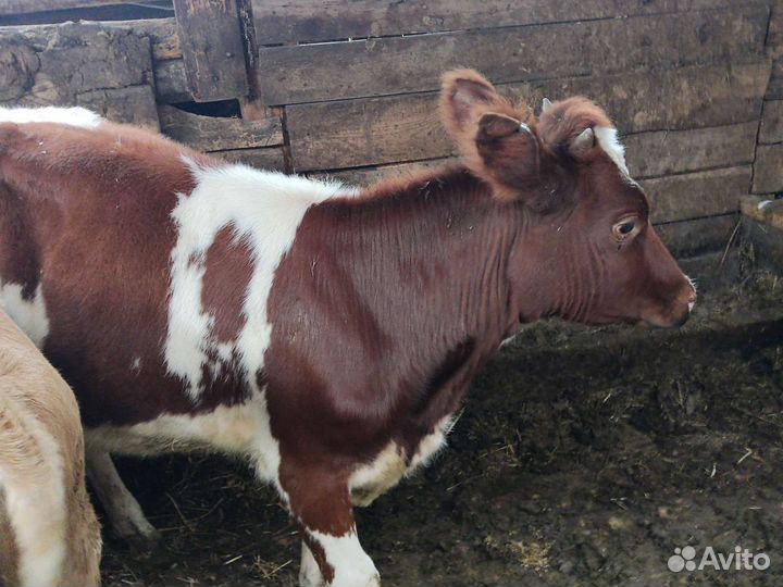 Продам телят