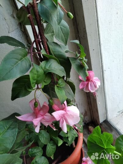 Комнатные цветы фуксия