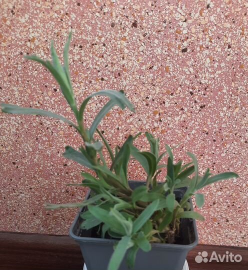 Эстрагон (тархун)