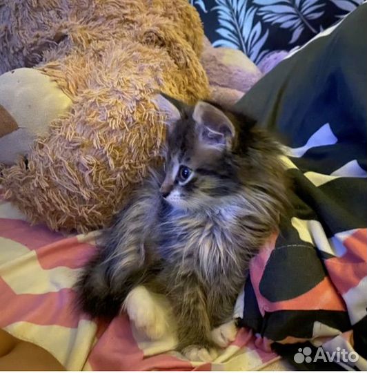 Котята в добрые ручки