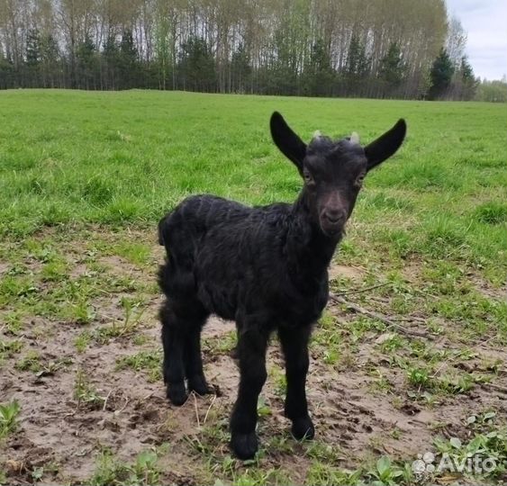 Козлята от молочных коз