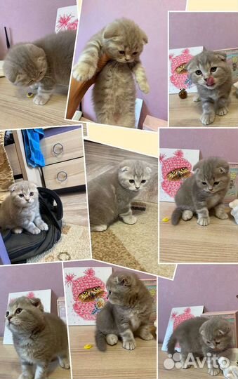 Шотландские котята