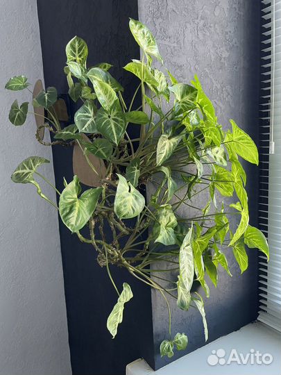 Комнатные цветы