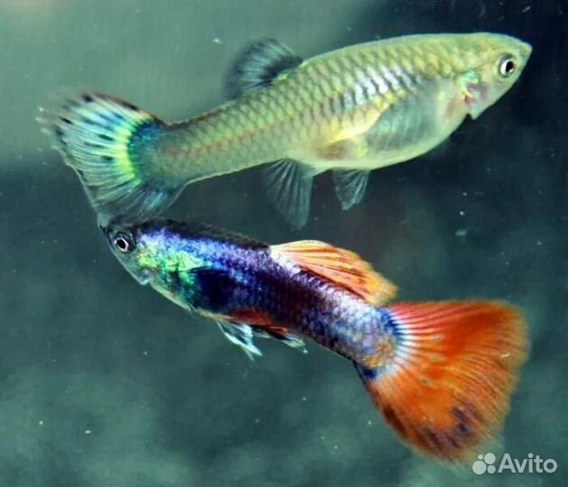 Гуппи рыбки