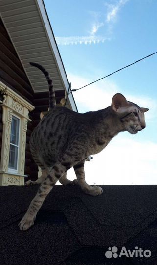 Вязка котом Ориенталом