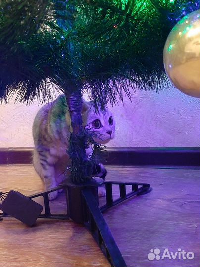 Отдам британочку