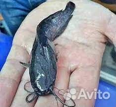 Малёк Африканского сома