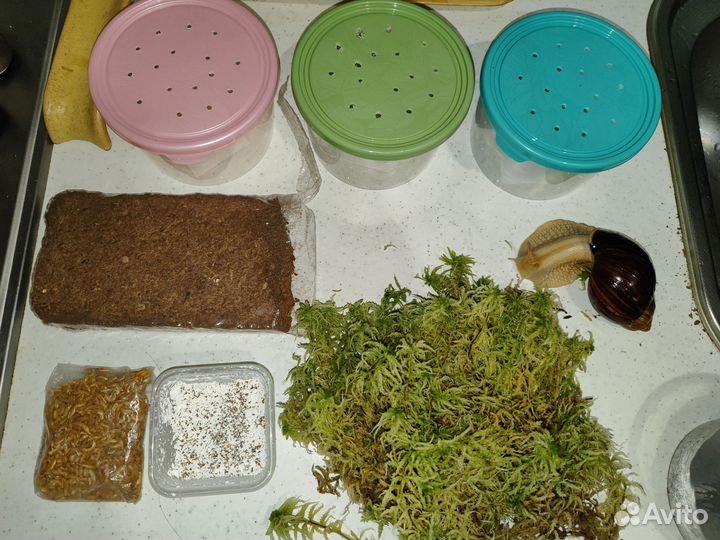 Улитки ахатины альбино