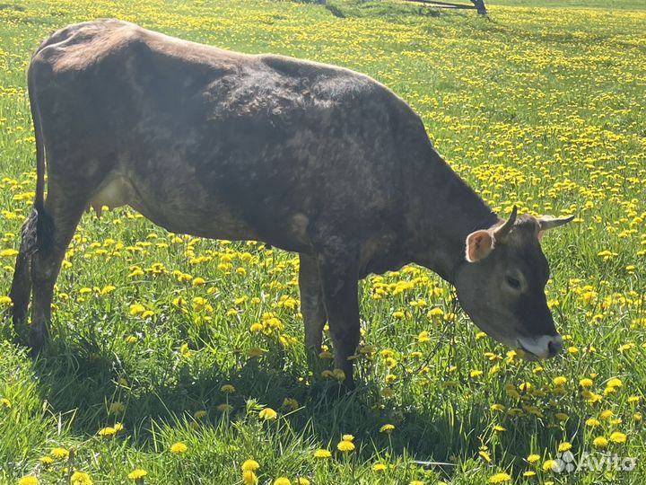 Дойная корова