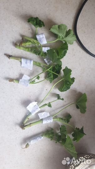 Пеларгония герань