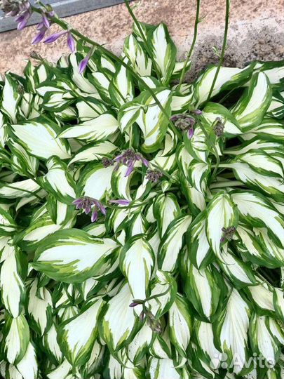 Хоста растение