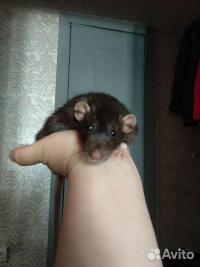 Крыса дамбо вязка