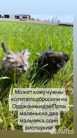 Котята в добрые руки бесплатно
