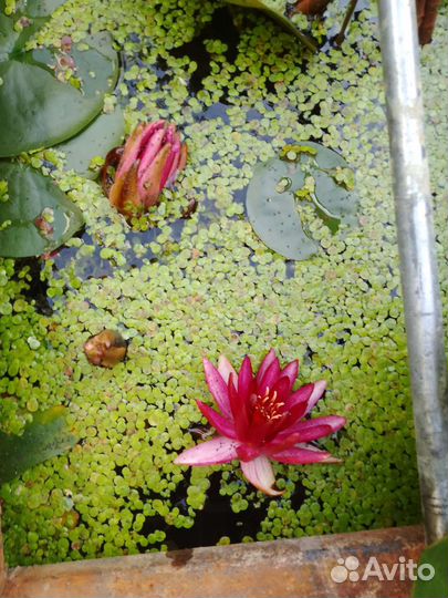 Водяные лилии для пруда