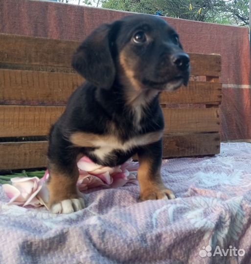 Толстый щенок