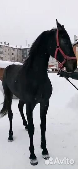 Продаётся жеребчик