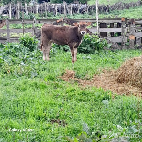 Корова дойная с теленком