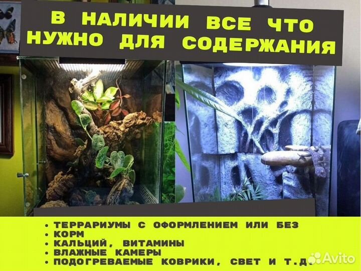 Эублефар Геккон