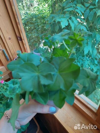 Комнатные цветы