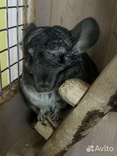 Шиншилла