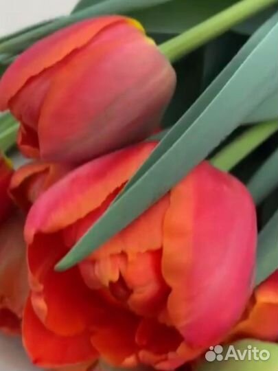 Тюльпаны пионовидные букет
