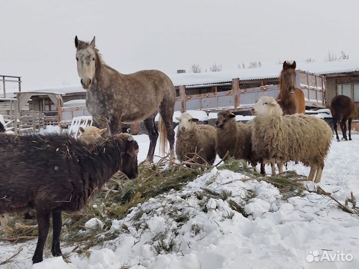 Овцы, ягнята