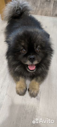 Вязка. Кобель. Любую. Ищем суку для вязки