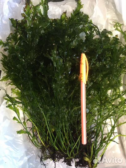 Аквариумная трава