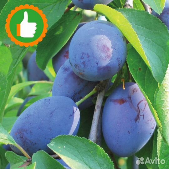 Саженцы Чернослив