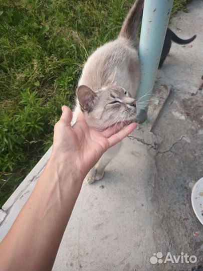 Котята 4шт обычные