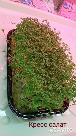 Микрозелень