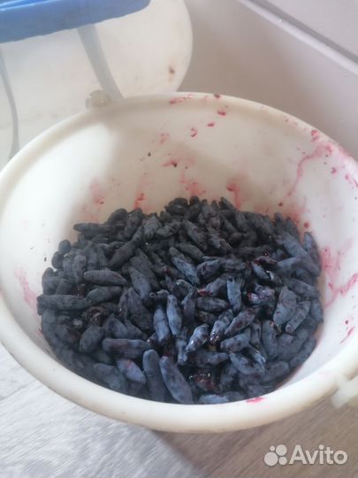 Жимолость ягоды