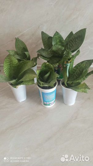 Сансевиерия ханни