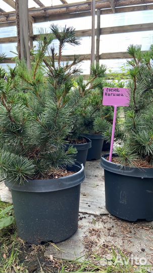 Сосна Негиши