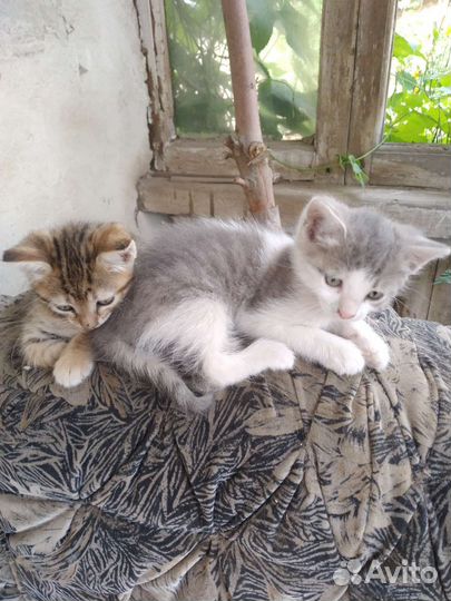Котята в добрые руки умные сильные