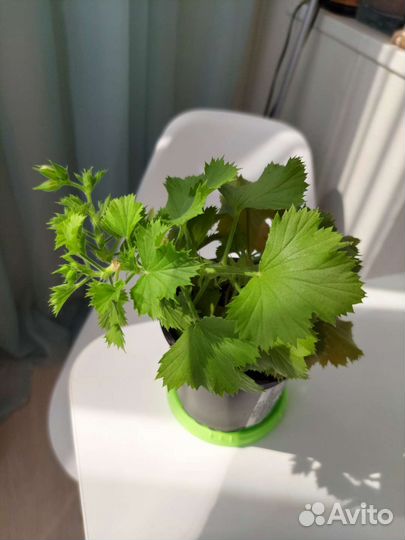 Пеларгония герань королевская