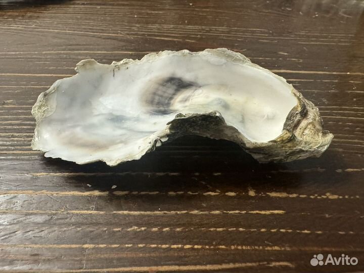 Ракушка от устриц