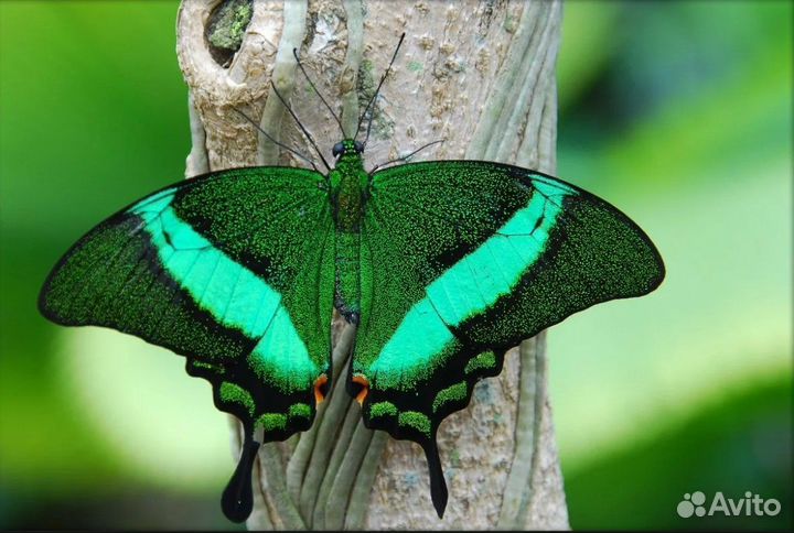Живые Тропические Бабочки Подари частицу Лета