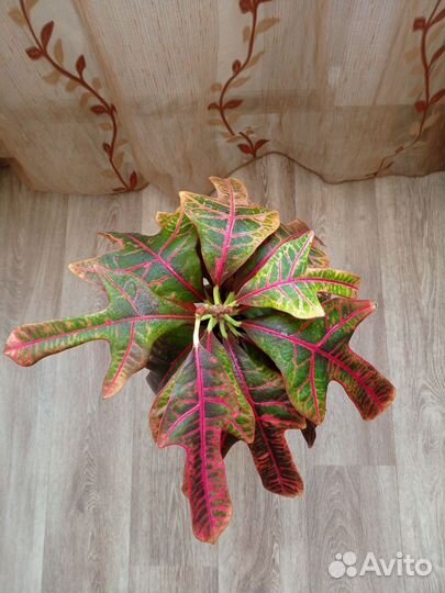 Комнатные цветы. Кротон Экселент