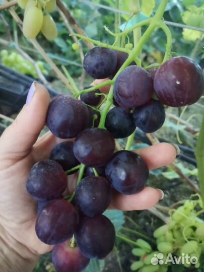 Черенки винограда