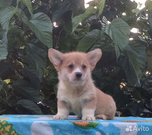 Вельш-корги пемброк