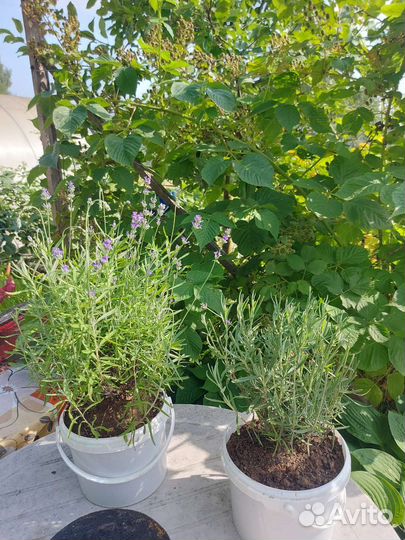 Лаванда саженцы