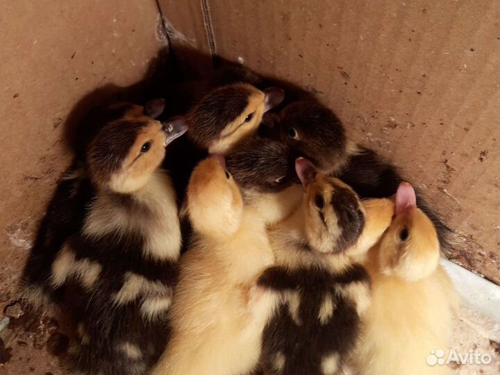 Гусята, утята