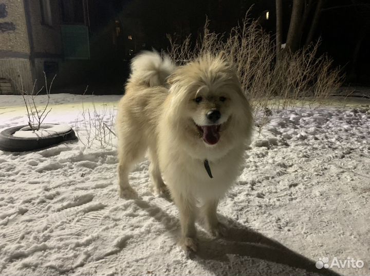 Щенки дратхаара