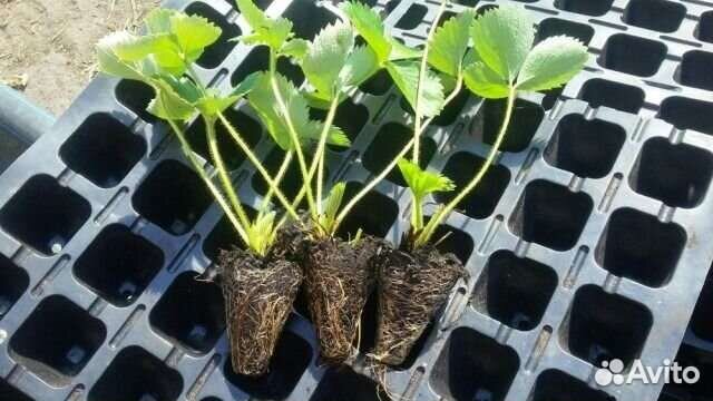 Рассада клубники кассетная