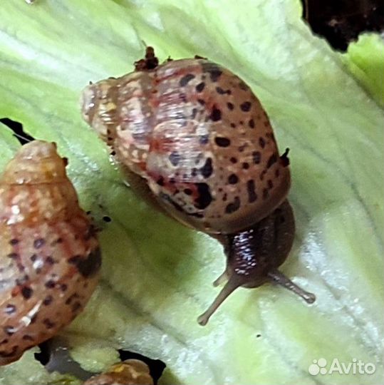 Ахатины улитята