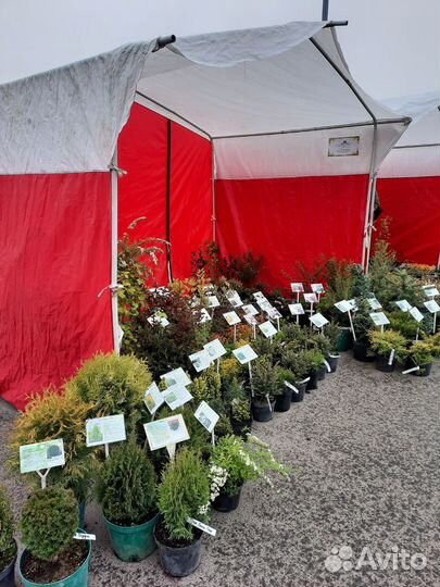 Декоративные растения для сада