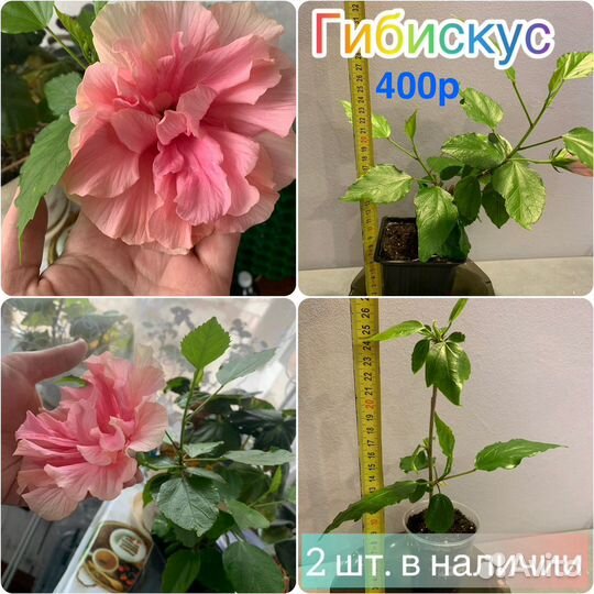 Олеандр,гибискус,саландра,хавортия,пассифлора