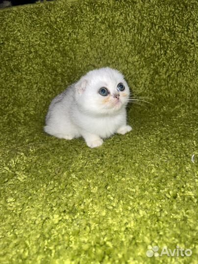 Котята с невероятными глазами