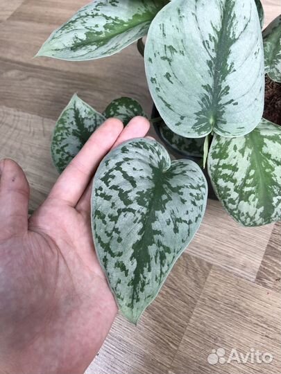 Сциндапсус пиктус Треби